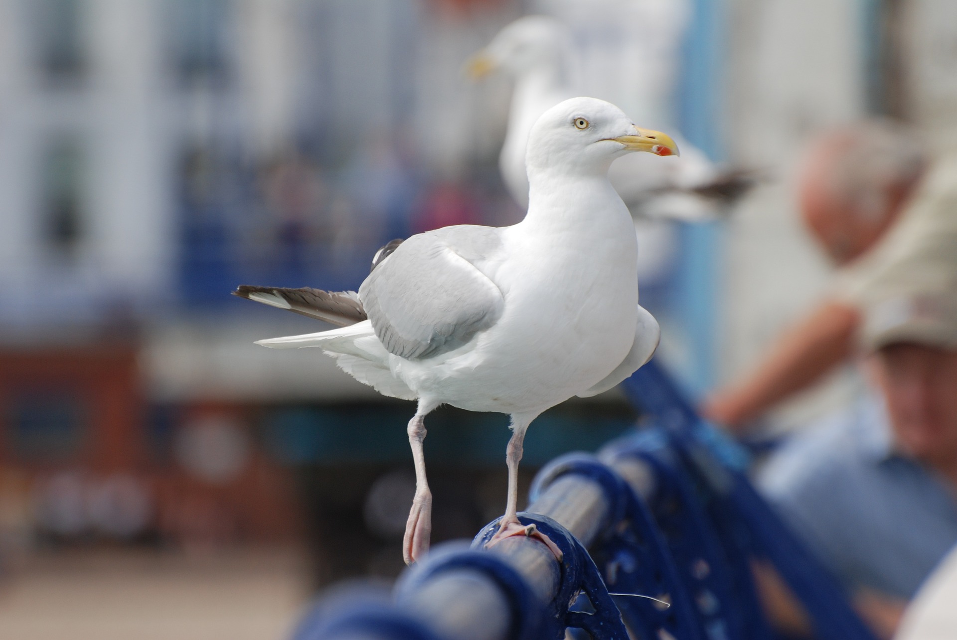 Seagull Steals Entire Sausage Roll From Child, Claims It Was "Left Unattended"