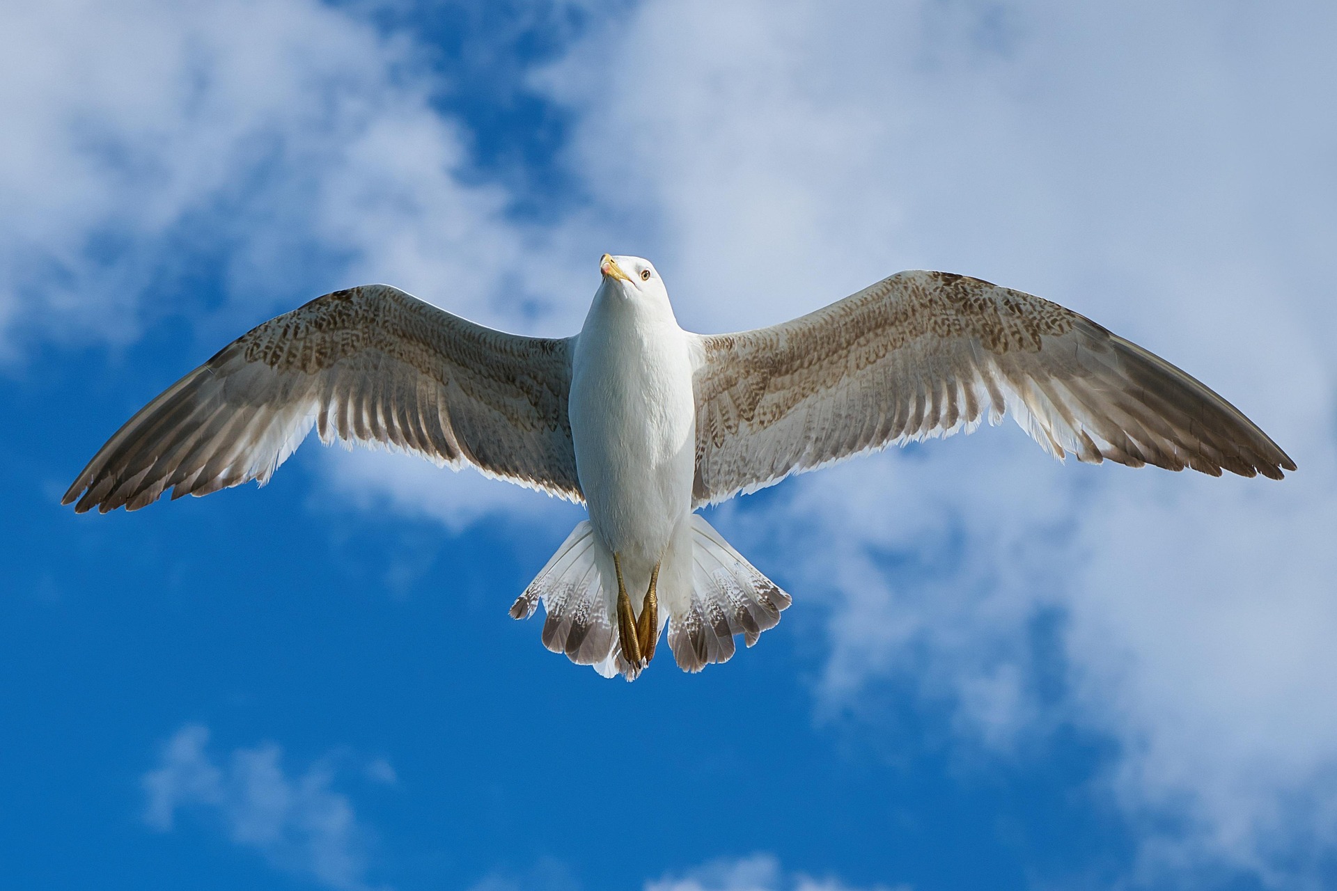 Eastbourne Seagull Spends Entire Afternoon Following Family Holding Greggs Bag